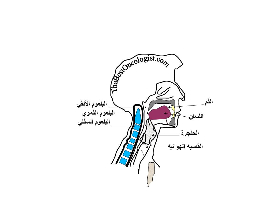 مبنى الرأس والرقبه