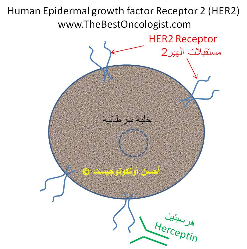 يتواجد مُستقبِل الهير 2 على خلايا سرطان الثدي لدى 20-30% من المريضات 