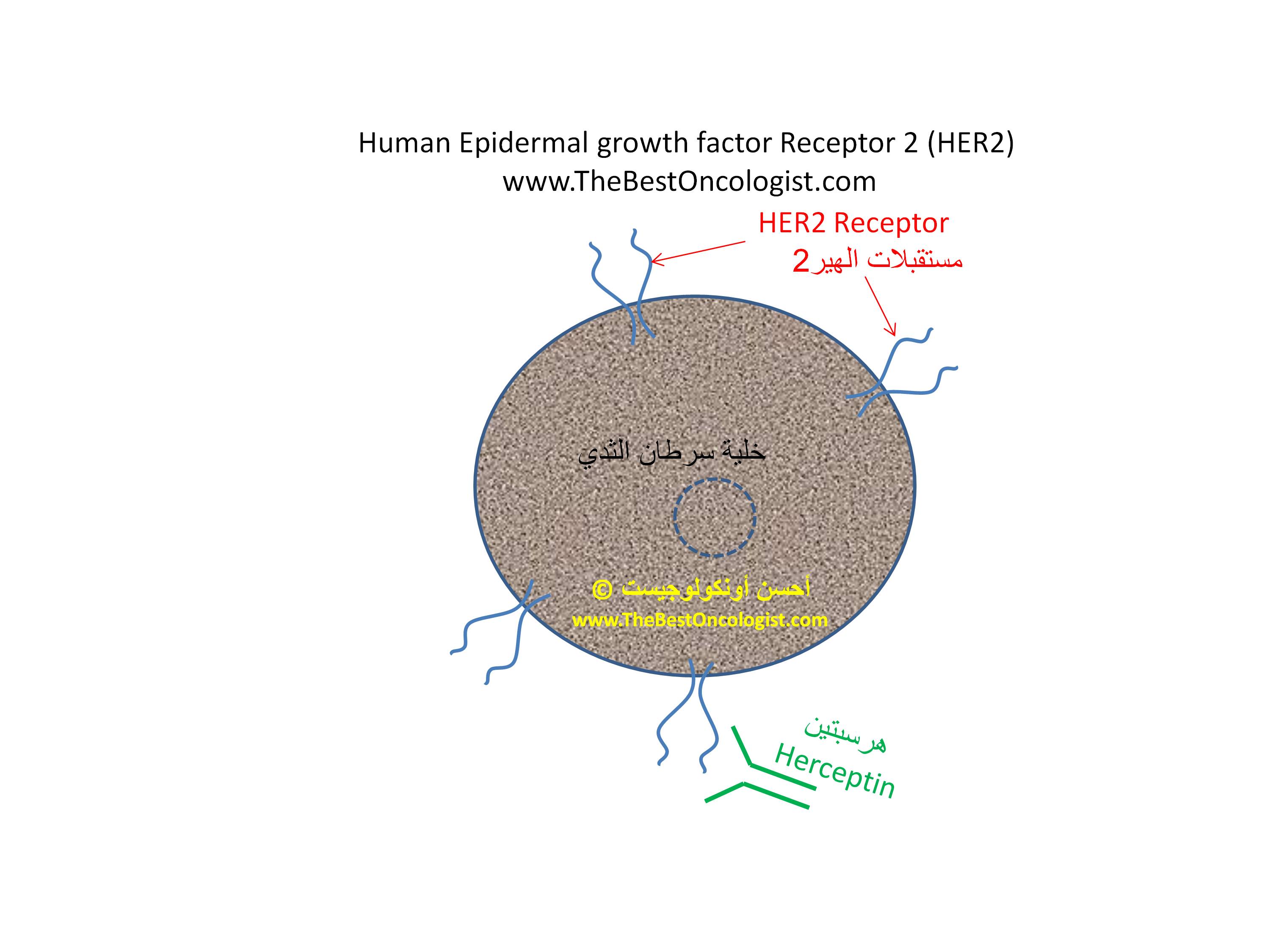 هرسبتين