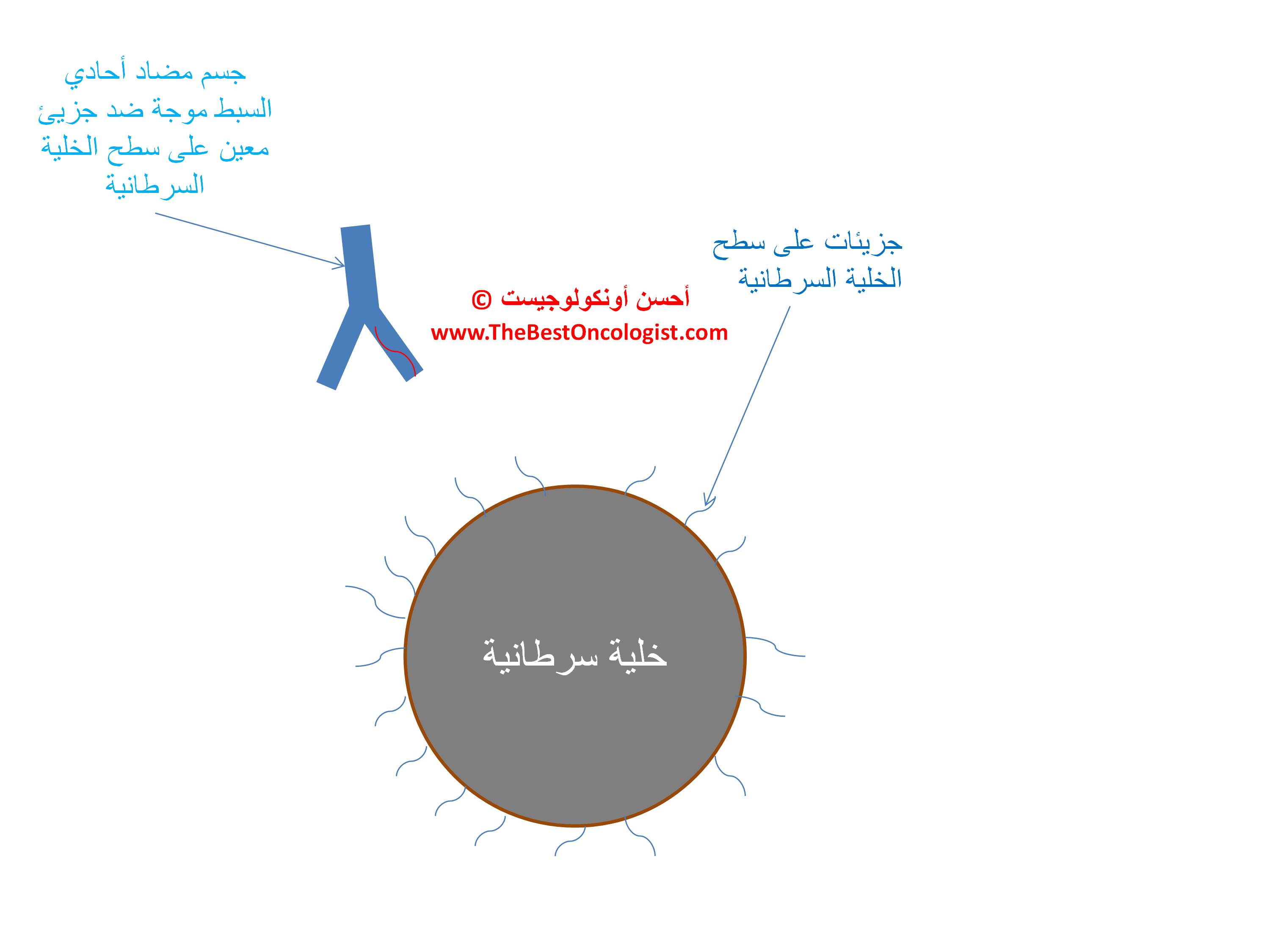 جسم مضاد لعلاج السرطان