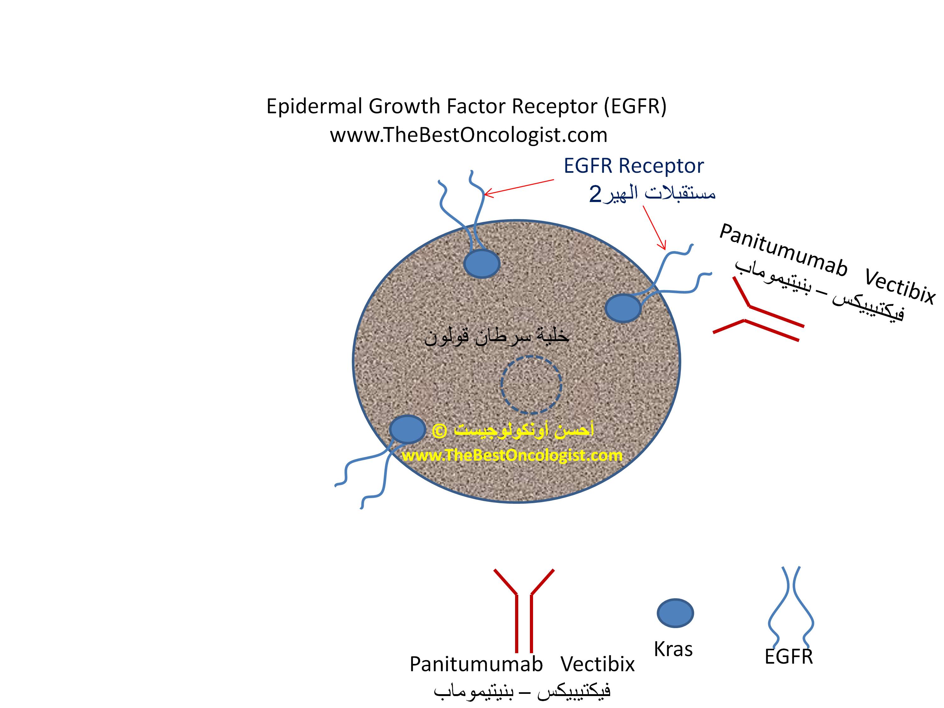 فيكتيبيكس – بنيتيموماب Panitumumab   Vectibix