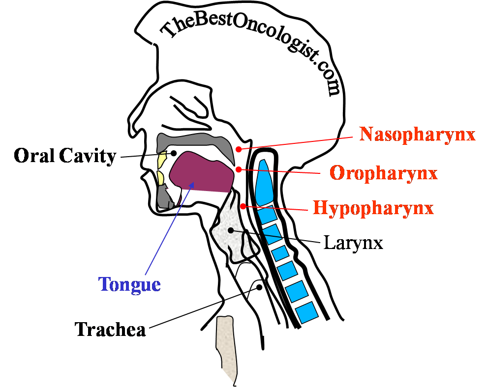 Head & Neck