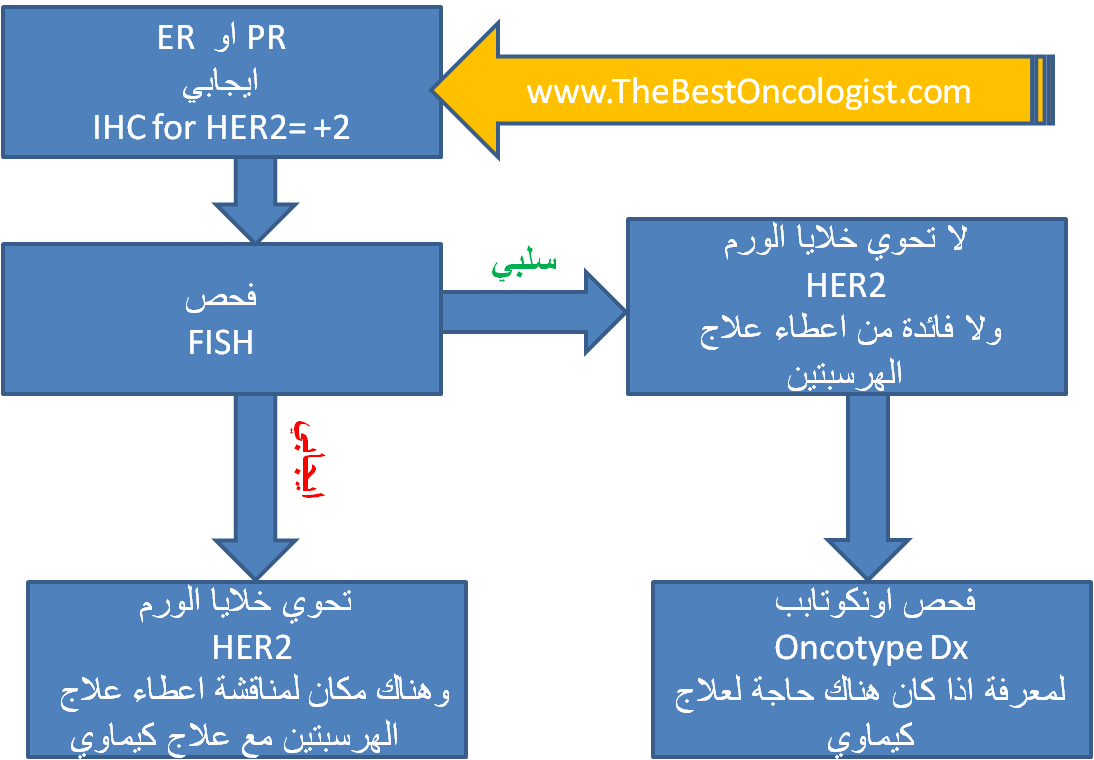   Human Epidermal growth factor Receptor 2-  HER 2  